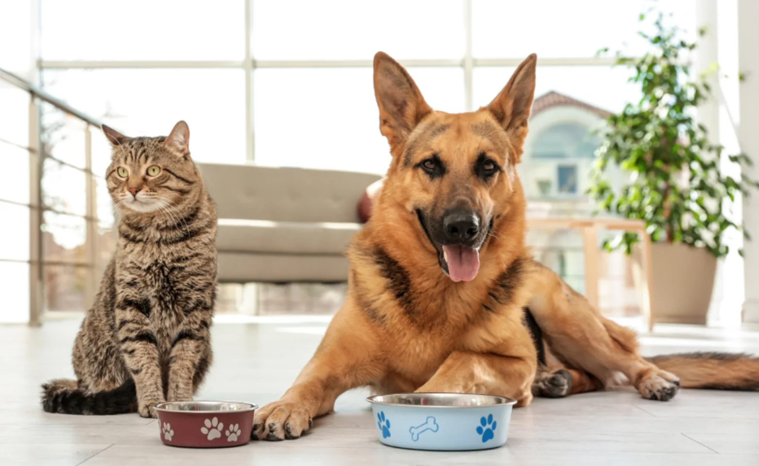 Cat & Dog Waiting For Food